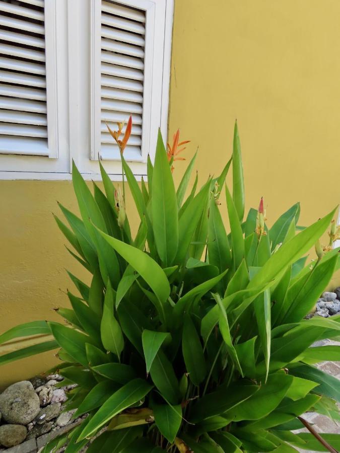 Historic Building The Palm Backyard Studio-Apartment Willemstad, Curacao Feel Home Away From Home Exterior foto